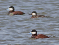 Ruddy Ducks